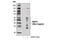 BCL2 Interacting Protein 3 antibody, 13795S, Cell Signaling Technology, Western Blot image 