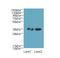 Regulation of nuclear pre-mRNA domain-containing protein 1A antibody, LS-C397877, Lifespan Biosciences, Western Blot image 