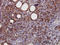 Sprouty RTK Signaling Antagonist 2 antibody, LS-C133632, Lifespan Biosciences, Immunohistochemistry frozen image 