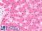 Ornithine Decarboxylase 1 antibody, LS-B10752, Lifespan Biosciences, Immunohistochemistry frozen image 