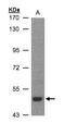 Lipopolysaccharide Binding Protein antibody, LS-C185688, Lifespan Biosciences, Western Blot image 