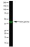 Actin Gamma 2, Smooth Muscle antibody, MCA5776GA, Bio-Rad (formerly AbD Serotec) , Western Blot image 