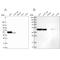 Reticulocalbin 1 antibody, PA5-64004, Invitrogen Antibodies, Western Blot image 