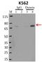 Dynein Light Chain LC8-Type 2 antibody, MA1-070, Invitrogen Antibodies, Immunoprecipitation image 