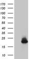 Interferon Alpha 2 antibody, TA811910, Origene, Western Blot image 