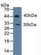 Indoleamine 2,3-Dioxygenase 1 antibody, LS-C294595, Lifespan Biosciences, Western Blot image 