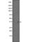 Olfactory Receptor Family 5 Subfamily AN Member 1 antibody, PA5-67883, Invitrogen Antibodies, Western Blot image 