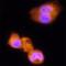 Iduronidase Alpha-L- antibody, AF4119, R&D Systems, Immunocytochemistry image 