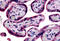 Solute Carrier Family 7 Member 5 antibody, MBS243379, MyBioSource, Immunohistochemistry frozen image 