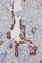 Kallikrein 1 antibody, GTX12058, GeneTex, Immunohistochemistry paraffin image 