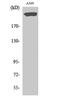 Protein Tyrosine Phosphatase Receptor Type Z1 antibody, PA5-51041, Invitrogen Antibodies, Western Blot image 