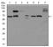 Glypican 3 antibody, AM06776PU-N, Origene, Western Blot image 