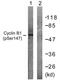 Cyclin B1 antibody, LS-C198858, Lifespan Biosciences, Western Blot image 