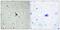 G Protein-Coupled Receptor 137C antibody, PA5-39616, Invitrogen Antibodies, Immunohistochemistry frozen image 