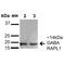 GABA Type A Receptor Associated Protein Like 1 antibody, LS-C777134, Lifespan Biosciences, Western Blot image 