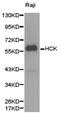 HCK Proto-Oncogene, Src Family Tyrosine Kinase antibody, LS-C192789, Lifespan Biosciences, Western Blot image 