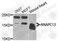 Anaphase Promoting Complex Subunit 13 antibody, A9967, ABclonal Technology, Western Blot image 