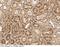 Endothelin Converting Enzyme 1 antibody, 10887-T10, Sino Biological, Immunohistochemistry frozen image 