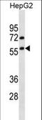 Tripartite Motif Containing 13 antibody, LS-C157268, Lifespan Biosciences, Western Blot image 