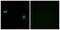 Olfactory Receptor Family 5 Subfamily M Member 3 antibody, GTX87373, GeneTex, Immunofluorescence image 