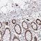 Tripartite Motif Containing 28 antibody, NBP2-39014, Novus Biologicals, Immunohistochemistry frozen image 
