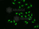 Apurinic/Apyrimidinic Endodeoxyribonuclease 1 antibody, A1117, ABclonal Technology, Immunofluorescence image 