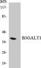 Beta-1,3-Galactosyltransferase 1 antibody, LS-C200169, Lifespan Biosciences, Western Blot image 
