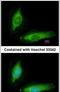 Secretagogin, EF-Hand Calcium Binding Protein antibody, PA5-30392, Invitrogen Antibodies, Immunofluorescence image 