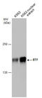 BCL2 Associated Transcription Factor 1 antibody, GTX130772, GeneTex, Western Blot image 