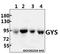Glycogen Synthase 1 antibody, A03512, Boster Biological Technology, Western Blot image 