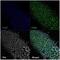 Cytochrome C Oxidase Subunit 4I1 antibody, NB110-39115, Novus Biologicals, Immunoprecipitation image 