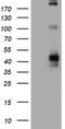 Fc Fragment Of IgE Receptor II antibody, TA801830AM, Origene, Western Blot image 