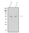 Interferon Gamma Receptor 2 antibody, A03158-2, Boster Biological Technology, Western Blot image 