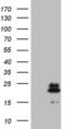 NADH:Ubiquinone Oxidoreductase Subunit B11 antibody, MA5-26895, Invitrogen Antibodies, Western Blot image 