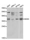 WD Repeat Domain 5 antibody, A2023, ABclonal Technology, Western Blot image 