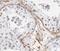 ST3 Beta-Galactoside Alpha-2,3-Sialyltransferase 4 antibody, FNab08265, FineTest, Immunohistochemistry frozen image 