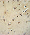 ATPase Na+/K+ Transporting Subunit Beta 1 antibody, 62-080, ProSci, Immunohistochemistry paraffin image 