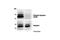 Synapsin I antibody, 2312S, Cell Signaling Technology, Western Blot image 