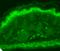 Transient Receptor Potential Cation Channel Subfamily V Member 3 antibody, SMC-319D-A594, StressMarq, Immunohistochemistry frozen image 