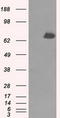 Tubulin Tyrosine Ligase Like 12 antibody, LS-C114890, Lifespan Biosciences, Western Blot image 