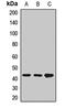 TNF Superfamily Member 18 antibody, LS-C668703, Lifespan Biosciences, Western Blot image 