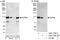 Nucleoporin 98 antibody, A301-784A, Bethyl Labs, Immunoprecipitation image 