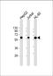 Caspase 8 antibody, M00042-5, Boster Biological Technology, Western Blot image 
