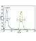 Cytochrome P450 Family 3 Subfamily A Member 4 antibody, abx033680, Abbexa, Western Blot image 