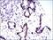 Keratin 5 antibody, MA5-17058, Invitrogen Antibodies, Immunohistochemistry frozen image 