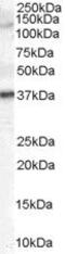 Galanin Receptor 3 antibody, PA5-18491, Invitrogen Antibodies, Western Blot image 