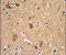 Integrin Subunit Alpha 6 antibody, PA5-26262, Invitrogen Antibodies, Immunohistochemistry frozen image 