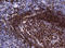 Paired Box 5 antibody, LS-C799507, Lifespan Biosciences, Immunohistochemistry paraffin image 