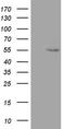 Zinc Finger Protein 500 antibody, TA803350S, Origene, Western Blot image 