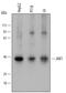 COP9 Signalosome Subunit 5 antibody, AF6390, R&D Systems, Western Blot image 